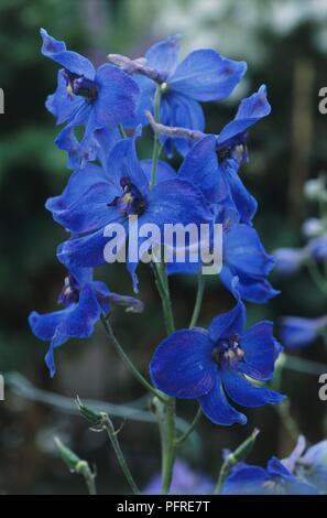 Blue Delphinium close up Stock Photo - Alamy