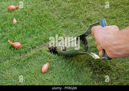 Using bulb planter on a lawn, close-up Stock Photo
