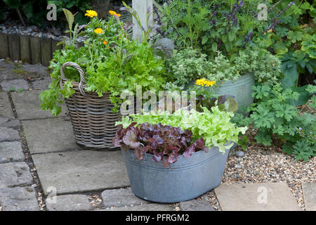 Lettuce, and yellow pot marigold plants in metal container and wicker basket on garden path