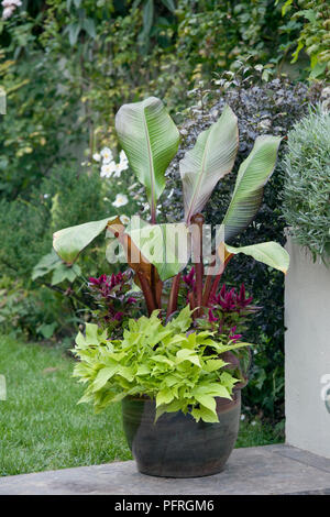 Ensete ventricosum 'Maurelii' with Ipomoea batatas 'Margarita' in dark green glazed plant pot in garden Stock Photo