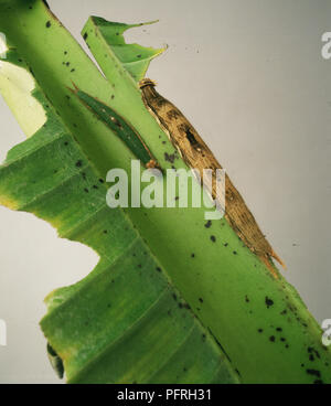 Young green caterpillar with new green skin and older caterpillar with brown skin about to pupate Stock Photo