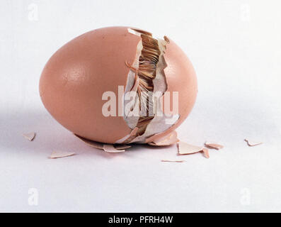 Baby chick hatching from egg Stock Photo