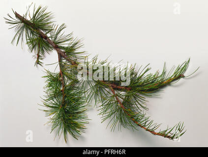Larix occidentalis (Western larch), branch with green leaves Stock Photo