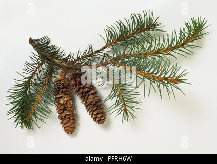 Picea breweriana (Brewer spruce), branch with leaves and brown cones Stock Photo