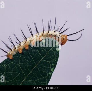caterpillar is crawling on a leaf Stock Photo - Alamy