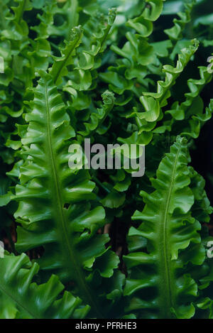 Asplenium scolopendrium 'Crispum Group' (Hart's tongue fern), close-up of evergreen perennial fern Stock Photo