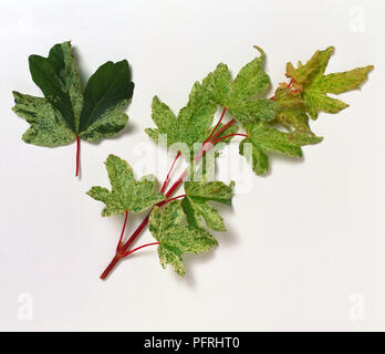Acer campestre 'Pulverulentum' (Field maple), palmately lobed, speckled or mottled leaves from field maple cultivar Stock Photo
