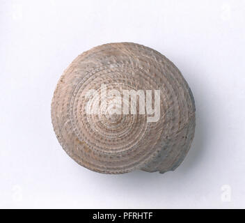 Gastropods - Granosolarium: Granosolarium elaboratum (Sundial shell ...