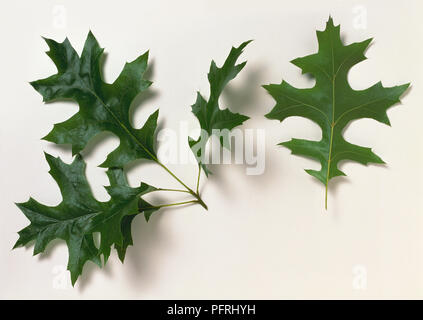 Quercus palustris (Pin oak), stem with leaves, and a separate leaf Stock Photo