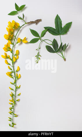 Laburnum alpinum (Scotch laburnum), two stems with leaves, one with raceme of yellow flowers Stock Photo