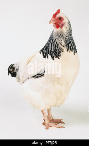 White and black Chicken (Gallus gallus), front view with head in profile Stock Photo