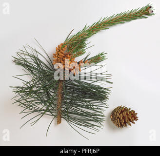 Pinus tabuliformis (Chinese pine), stem with green leaves and flower clusters, and brown cone. Stock Photo