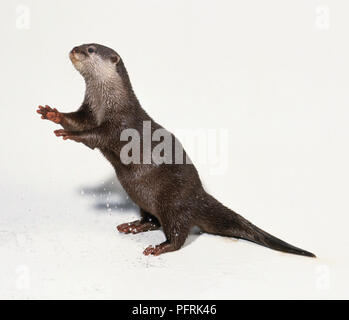 Amblonyx cinereus or Aonyx cinerea (Oriental small-clawed otter, Asian short-clawed otter) on its hind legs Stock Photo