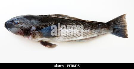 Blue Cod (Parapercis colias) Stock Photo