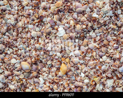 Beautiful colorful of seashells texture background on the beach. Many kind of seashells wallpaper. Stock Photo