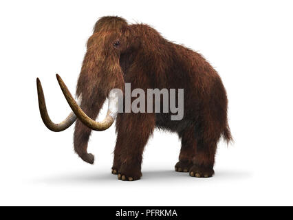 Model of Wooly Mammoth (Mammuthus primigenius) Stock Photo