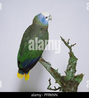 Saint Vincent Amazon (Amazona guildingii) parrot perching on branch Stock Photo
