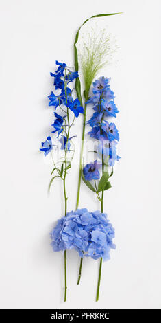 Blue Delphiniums, Hydrangea, and fountain grass on stems Stock Photo
