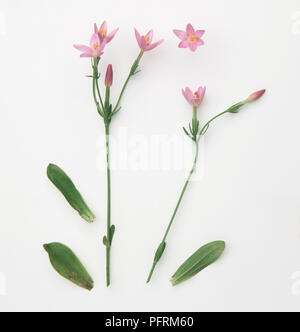 Centaurium erythraea (Common centaury), leaves and pink flowers Stock Photo