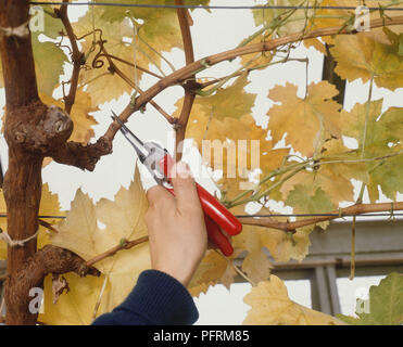 Man using secateurs to cut long section of ripened grapevine wood from current season's growth at leaf fall Stock Photo