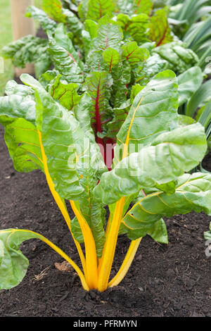Beta vulgaris subsp. cicla 'Bright Lights' (Swiss Chard) with yellow and red stems and green leaves Stock Photo