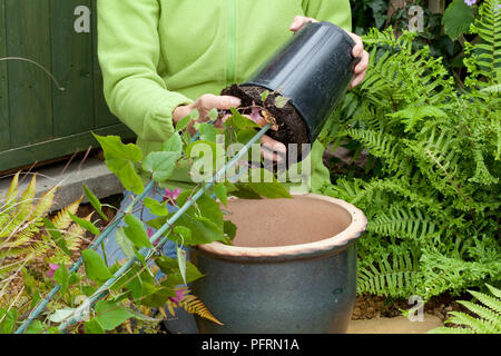 Person kneeling beside a plant pot to repot a climbing rhododendron plant, close-up Stock Photo