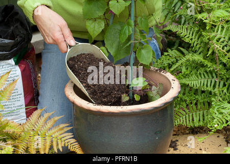 Person potting a climbing rhododendron plant into a plant pot, close-up Stock Photo
