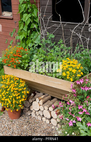 Celeriac, French marigold, dwarf French bean, peas, radish and leeks growing in containers in garden, close-up Stock Photo