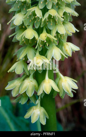 Eucomis pallidiflora (Giant pineapple flower, Giant pineapple lily), flowers, close-up