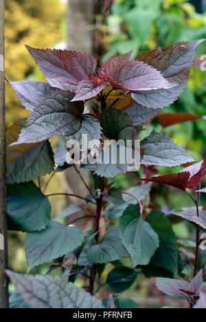 Eupatorium rugosum 'Chocolate', syn. Ageratina altissima (White snakeroot), plant with serrated purple and green leaves Stock Photo