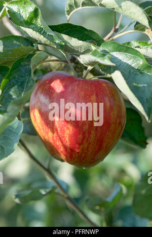 Ripe red Malus Domestica 'Lewis's Incomparable' on branch with green leaves, close-up Stock Photo