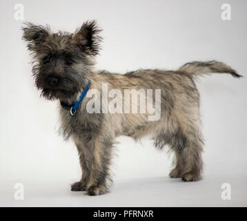 Alert female Cairn Terrier puppy wearing blue pet collar Stock Photo