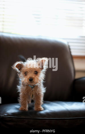 Yorkshire Terrier puppy standing on leather sofa Stock Photo