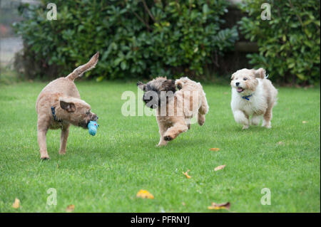 Tibetan Terrier, Border Terrier and Shih Tzu puppies playing with pet toy in garden Stock Photo