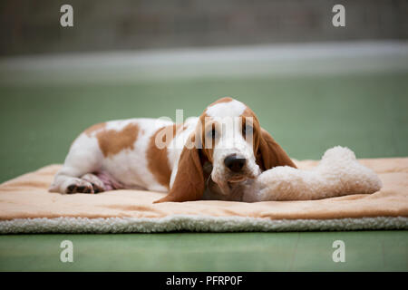 Basset Hound puppy lying on pet bed with toy Stock Photo