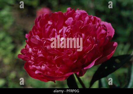 Deep pink Paeonia 'Karl Rosenfield' flower in garden, close-up Stock Photo