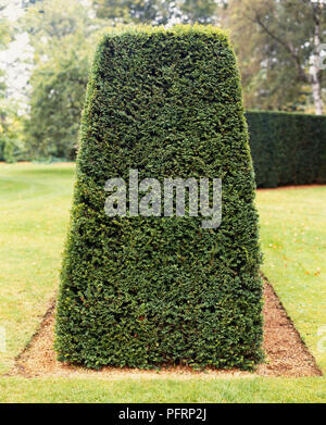 Taxus sp., Yew, formal tapering hedge. Stock Photo