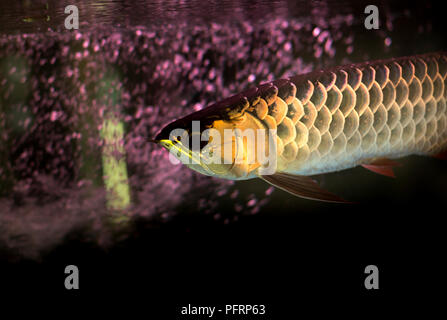 Golden arowana fish or dragon fish in fish tank isolated  Stock Photo
