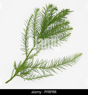 Glyptostrobus pensilis (Chinese swamp cypress), leaves Stock Photo