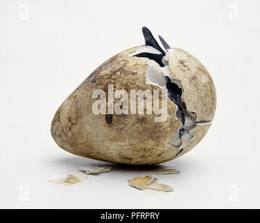 King Penguin (Aptenodytes patagonicus) chick hatching from egg Stock Photo