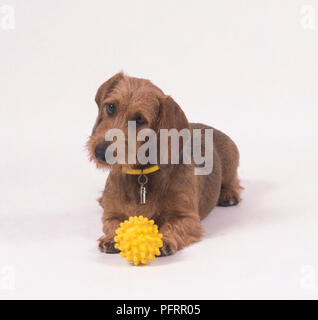 Brown wire-haired Dachshund with yellow pet toy Stock Photo
