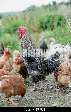 Cuckoo Marans rooster surrounded by hens of various breeds Stock Photo