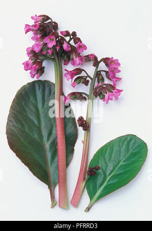 Bergenia 'Sunningdale' (Elephant's ears), pink flowers on stems, and shiny green leaves Stock Photo
