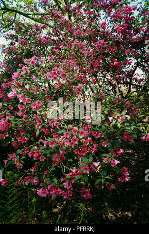 Rhododendron 'Winsome' tree with abundance of dark pink flowers and green leaves Stock Photo