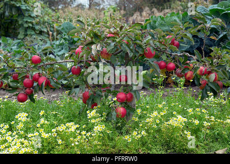 Malus domestica 'Red Falstaff' apple tree on allotment bearing ripe red fruit Stock Photo