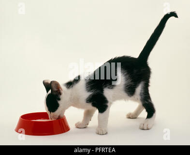 Kitten drinking milk from bowl Stock Photo