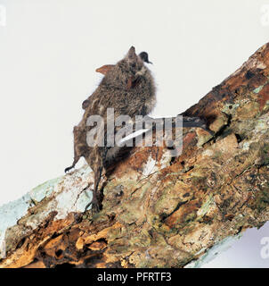 South American Proboscis Bat (Rhynchonycteris naso), also known as Sharp-nosed Bat, gripping decaying log Stock Photo