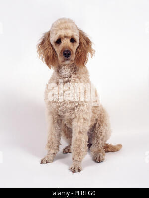Labradoodle dog sitting, looking at camera Stock Photo