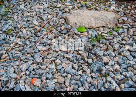 Textured ground made of tiny rocks and small branches Stock Photo