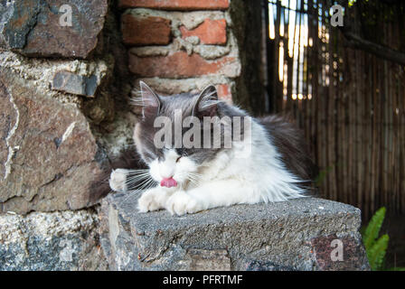 Beautiful cat licking itself outdoors Stock Photo